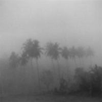 Palms-in-the-Mist