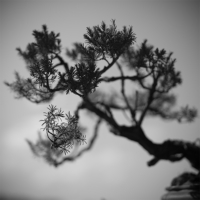 P1013619-(Bonsai-Tree)-web