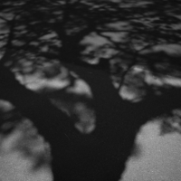 P1014433-(Tree-Shadow)-web