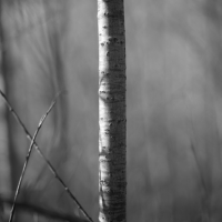 P1015299-(Birch-Tree)-web