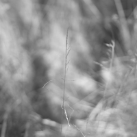 P1015367-(Grass)-web
