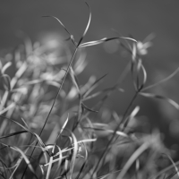 P1015749-(Ribbon-Grass)-web