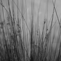 P1015767-(Reeds)-web