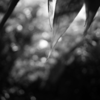 P1016160-(Sunshine-Leaf)-web