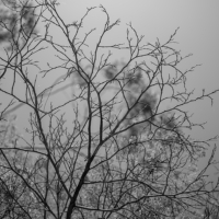 P1016923-(Winter-Tree)-web