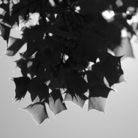 P1017313-(4-Leaves)-web