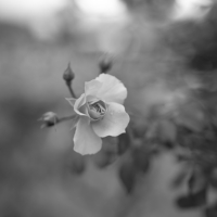 P1017599-(White-Rose)-web