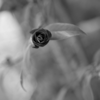 P1017629-(Black-Rose)-web