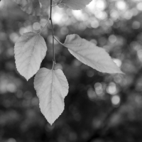 P1017990-(Three-Leaves)-web