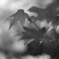 P1018217-(Oak-Leaves)-web