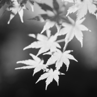 P1018276-(Sun-Leaves)-web