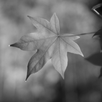 P1018446-(Maple-Leaf)-web