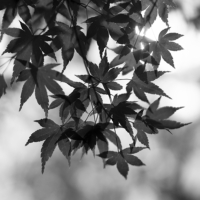 P1018580-(Maple-Leaves)-web
