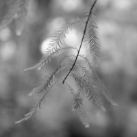 P1018955-(Spruce-Leaves)-web