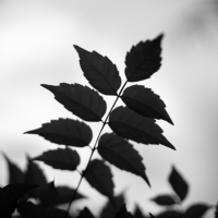 P1019059-(Black-Leaves)-web