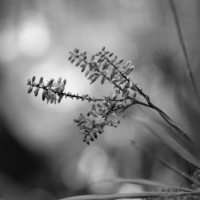 P1019101-(Bromeliad-Flower)-web