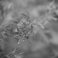 P1019210-(Gravilia-Flower)-web