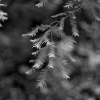 P1019272-(Spruce-Leaves)-web