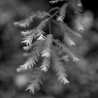 P1019279-(Spruce-Leaves)-web