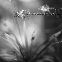 P1019898-(Bromiliad-Flower)-web