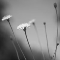 P1020347-(Dandelion-Flowers)-web