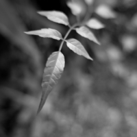 P1021461-(Ivy-Leaf)-web