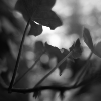 P1021509-(Ivy-Leaves)-web