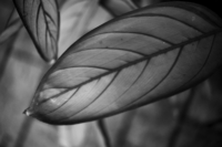 Prayer-plant-web