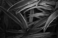 ribbon-plant3-web