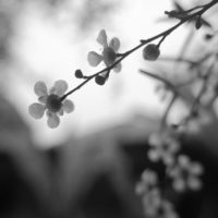 P1023266-(White-Flowers)-web