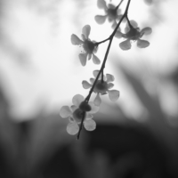 P1023278-(Blossoms)-web
