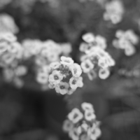 P1022359-(Tiny-Flowers)-web