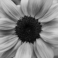 P1022367-(Sunflower)-web
