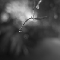 P1024754-(The-Droplet)-web
