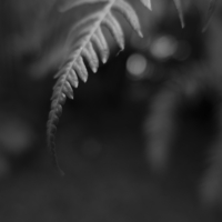 P1024966-(Fern-Leaf)-web