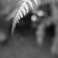 P1024972-(Fern-Leaf)-web